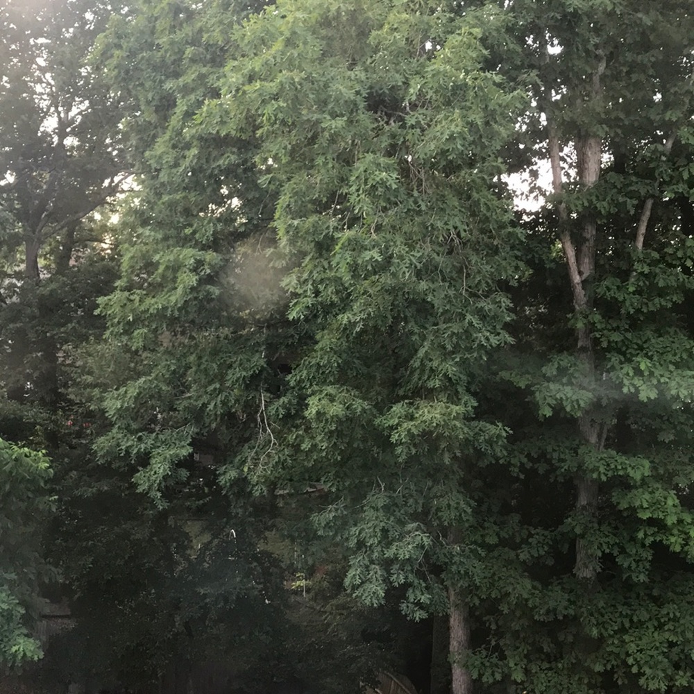 Meet your Posher, Pily